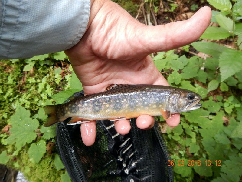 -Kettle Valley-038-.jpg - Then when I thought I had the big fish for the day, this one showed up.